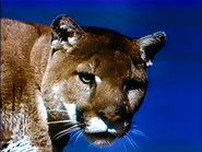 Killers of the High Country