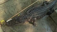 Swamp Jaws