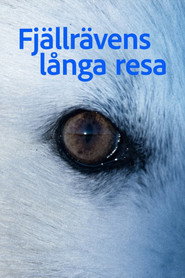 Fjällrävens långa resa