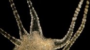 The Beautiful, Brutal Tentacles of Hydra