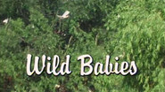 Wild Babies