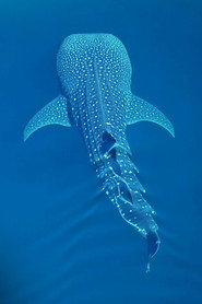 Blue Planet Now Season 1 poster