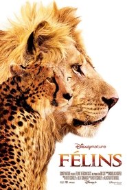 Film Félins en streaming