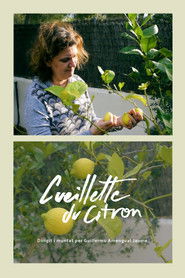 Cueillette du citron