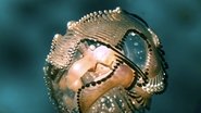 Radiolaria: A Symphony of Microcosmic Dream 1970 무료 무제한 액세스