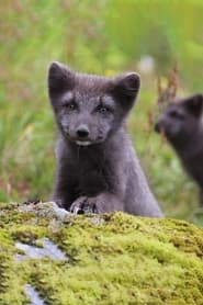 Poster The Arctic Fox: Still Surviving