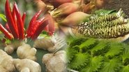 HERBS AND SPICES