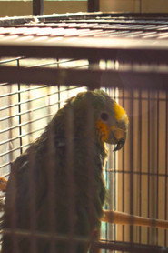 Charlie The Parrot