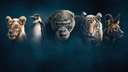 Dynasties en streaming