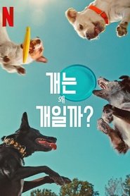 개는 왜 개일까? (2024)