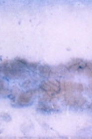 Poster To the Beach 1999