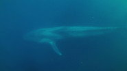 Blue Whales And Saltwater Crocodiles