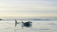 Echoes in the Arctic