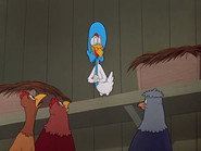 A Broken Leghorn