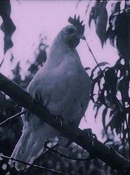 The Last Word in Chickens (1924)