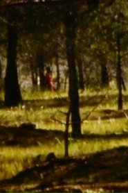 Poster La forêt 2020