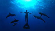 The Cove : La baie de la honte en streaming