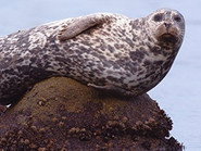 Episode 3: Monterey Bay Marine Sanctuary