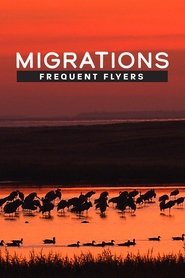 Migrations: Frequent Flyers (2020)