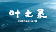 Miraculous Leaf