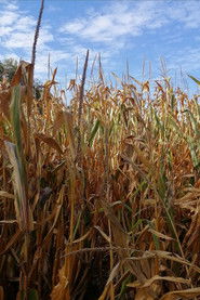 The Temple of Augustus and Livia seen near Saint-Prim (2025)