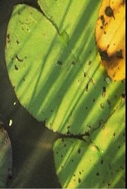 Poster Under The Water Lilies 2005