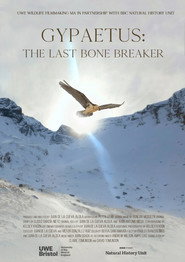 Gypaetus: The Last Bone Breaker