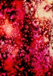 Poster The Flickering of the Minds Eye 2001