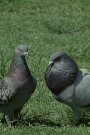 Pigeons in the Square постер