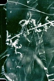 Poster To Live and Die in the Shadows: Ferns, Survival and Horizontal Gene Transfer 2021