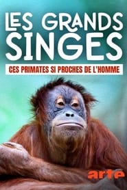 Les grands singes: Ces primates si proches de l'homme