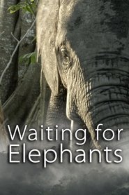 Poster Waiting for Elephants 2015