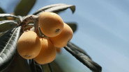 Loquat