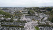 Jumokuso: Resting Beneath a Cherry Tree