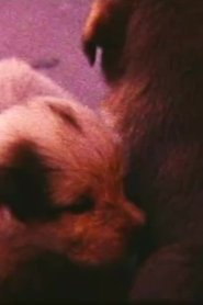 Poster Pup Birth 1970