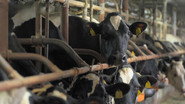 When Cows Feel the Heat