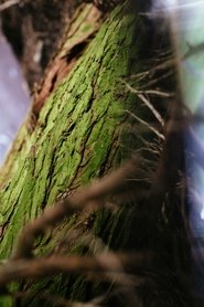 Cyclical Refractions Online Stream Kostenlos Filme Anschauen