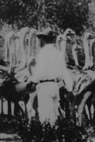 Poster Scenes on Mr. Smit's Ostrich Farm 1900