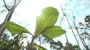 Homegrown Sustainable Forestry: Indonesia