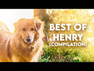 Best of Henry (Compilation)