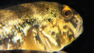 Episode 3: The Goby Effect
