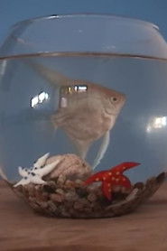 El gabinete del doctor mojado - Piloto CNTV (2002)