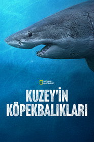 Kuzey'in Köpekbalıkları