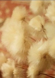 Poster Halbmond für Margaret 2004