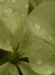 Poster Diciembre69 1969