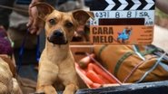 Caramelo 1970 Бесплатан неограничен приступ