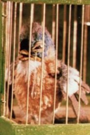 Gazouilli, petit oiseau (1954)