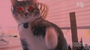 Chubs