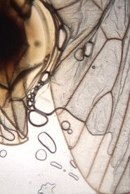 Celluloid Warfare II