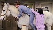 The Horse Show